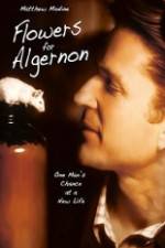 Watch Flowers for Algernon Vumoo