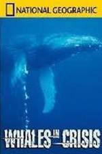 Watch National Geographic: Whales in Crisis Vumoo