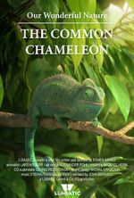 Watch Our Wonderful Nature - The Common Chameleon Vumoo