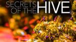 Watch Secrets of the Hive Vumoo