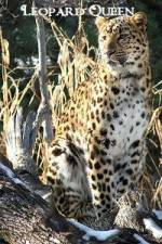 Watch National Geographic Leopard Queen Vumoo