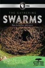 Watch Nature The Gathering Swarms Vumoo