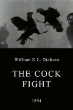 Watch The Cock Fight Vumoo