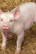 Watch Patent For A Pig: The Big Business of Genetics Vumoo