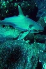 Watch National Geographic: Secret Shark Pits Vumoo