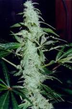 Watch Cannabis Whats The Harm Part 2 Vumoo