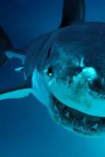 Watch National Geographic. Shark attacks investigated Vumoo