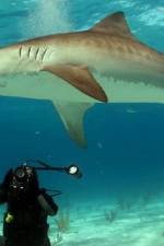 Watch Dive To Tiger Shark Central Vumoo