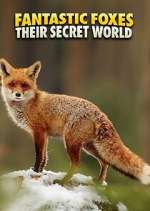 Watch Fantastic Foxes: Their Secret World Vumoo
