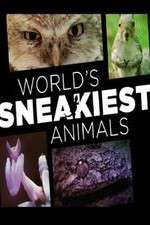 Watch World's Sneakiest Animals Vumoo