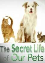 Watch The Secret Life of Our Pets Vumoo