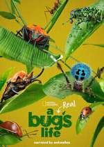 Watch A Real Bug's Life Vumoo