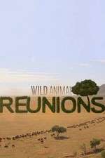 Watch Wild Animal Reunions Vumoo