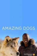 Watch Amazing Dogs Vumoo