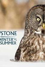 Watch Yellowstone Wildest Winter to Blazing Summer Vumoo