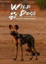 Watch Wild Dogs: Running with the Pack Vumoo