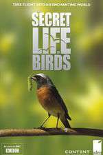Watch Iolo's Secret Life of Birds Vumoo