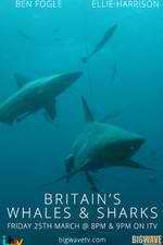 Watch Britain's Whales and Sharks Vumoo