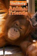 Watch Unlikely Animal Friends Vumoo