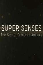 Watch Super Senses The Secret Power of Animals Vumoo