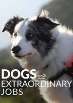 Watch Dogs with Extraordinary Jobs Vumoo
