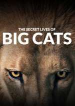 Watch The Secret Lives of Big Cats Vumoo