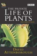 Watch The Private Life of Plants Vumoo