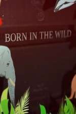 Watch Born In The Wild Vumoo