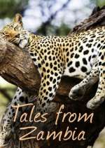 Watch Tales from Zambia Vumoo