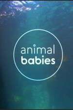 Watch Animal Babies Vumoo