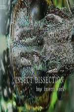 Watch Insect Dissection How Insects Work Vumoo