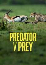 Watch Predator v Prey Vumoo