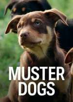 Watch Muster Dogs Vumoo