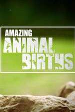 Watch Amazing Animal Births Vumoo
