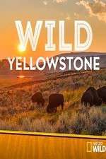 Watch Wild Yellowstone Vumoo