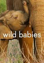 Watch Wild Babies Vumoo