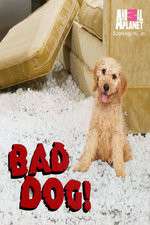 Watch Bad Dog! Vumoo
