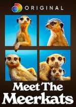 Watch Meet the Meerkats Vumoo