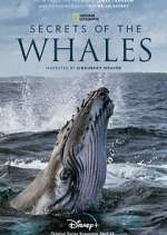 Watch Secrets of the Whales Vumoo