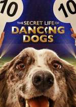 Watch The Secret Life of Dancing Dogs Vumoo