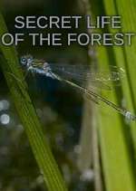 Watch Secret Life of the Forest Vumoo