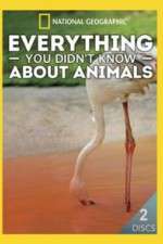 Watch Everything You Didnt Know About Animals Vumoo